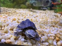 Moschusschildkröte / Sternotherus odoratus