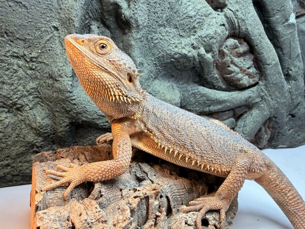 Bartagame / Pogona vitticeps
