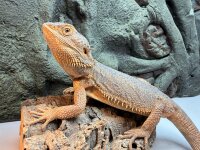 Bartagame / Pogona vitticeps