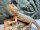 Bartagame / Pogona vitticeps