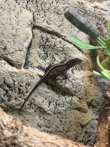 Bahama-Anolis / Anolis sagrei
