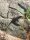 Bahama-Anolis / Anolis sagrei