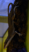 Rotkehlanolis / Anolis carolinensis