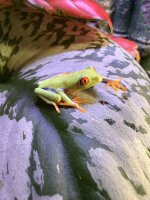 Rotaugenlaubfrosch / Agalychnis callidryas