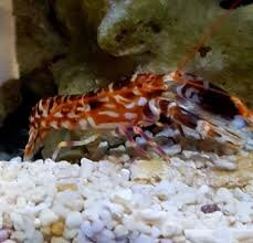 Hübscher Tiger Knallkrebs / Alpheus bellulus