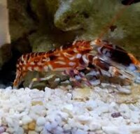 Hübscher Tiger Knallkrebs / Alpheus bellulus