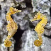 Hippocampus erectus(Yellow) NZ 05-20180917 / Seepferdchen