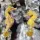 Hippocampus erectus(Yellow) NZ 05-20180917 / Seepferdchen