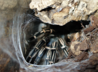 Gestreifte Guatemala Vogelspinne / Aphonopelma seemanni