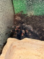 Brachypelma boehmei / Mexikanische Rotbeinvogelspinne