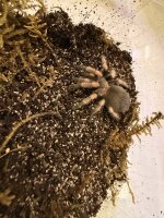 Brachypelma hamorii / Mexikanische Rotknievogelspinne