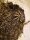 Brachypelma hamorii / Mexikanische Rotknievogelspinne