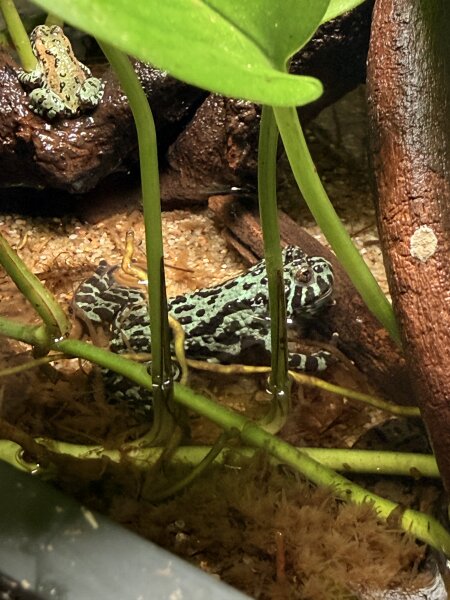 Rotbauchunke Grosse/ Bombina orientalis
