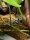 Rotbauchunke Grosse/ Bombina orientalis