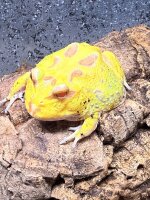 Schmuckhornfrosch / Ceratophrys cranwelli