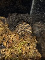 Schmuckhornfrosch / Ceratophrys cranwelli