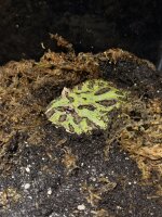 Schmuckhornfrosch / Ceratophrys cranwelli