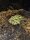 Schmuckhornfrosch / Ceratophrys cranwelli