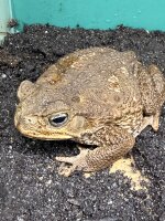 Bufo Marinus / Aga-Kröte / Riesenkröte