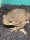 Bufo Marinus / Aga-Kröte / Riesenkröte
