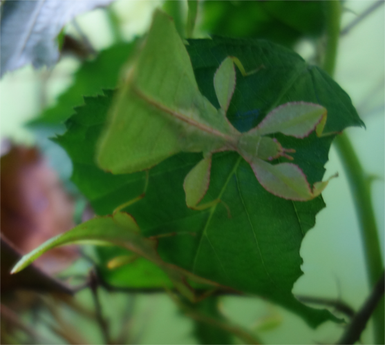 Phyllium siccifolium - giganteum / Wandelnde Blätter