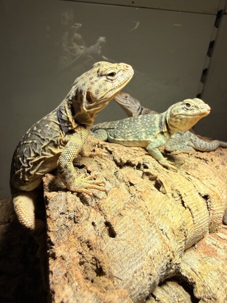 Halsbandleguan / Crotaphytus collaris