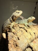 Halsbandleguan / Crotaphytus collaris