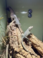 Halsbandleguan / Crotaphytus collaris