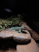 Halsbandleguan / Crotaphytus collaris