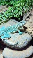 Halsbandleguan / Crotaphytus collaris