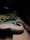 Halsbandleguan / Crotaphytus collaris