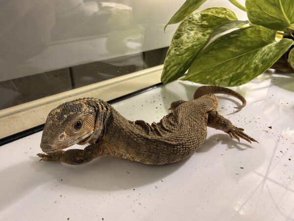 Steppenwaran / Varanus exanthematicus