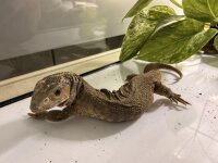 Steppenwaran / Varanus exanthematicus
