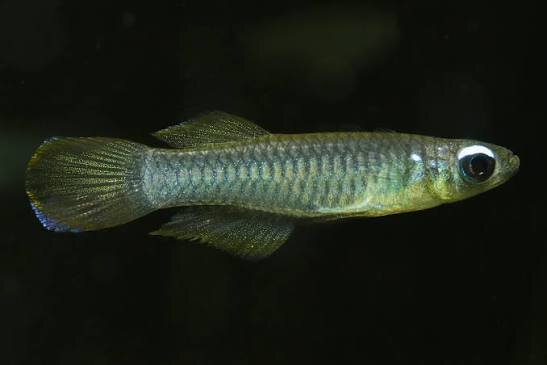 Normans Leuchtaugenfisch / Aplocheilichthys normani