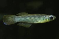 Normans Leuchtaugenfisch / Aplocheilichthys normani