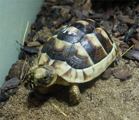 Breitrandschildkröte / Testudo marginata