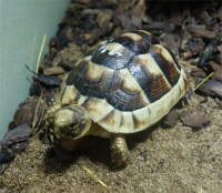 Breitrandschildkröte / Testudo marginata