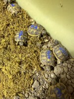 Griechische Landschildkröte - Small / Testudo hermanni