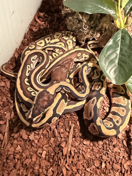Königspython / Python regius mix