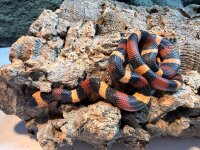 Königsnatter / Lampropeltis campelli