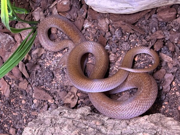 Afrikanische Hausschlange / Lamprophis fulinginosus