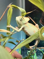 Jemenchamäleon / Chamaeleon calyptratus