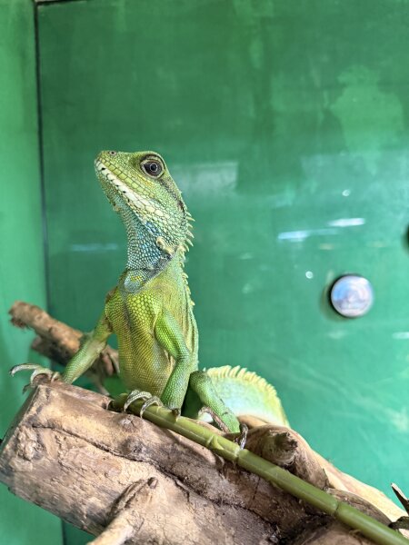 Grüne Wasseragame / Physignathus concincinus