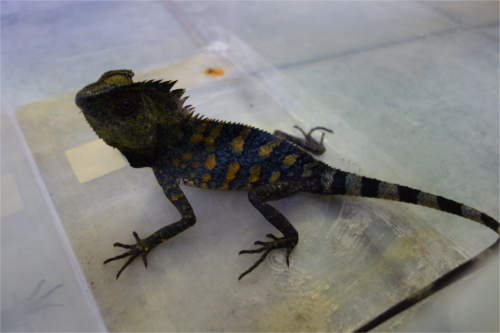 Winkelkopfagame / Gonocephalus Chamaeleontinus