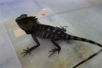 Winkelkopfagame / Gonocephalus Chamaeleontinus