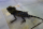 Winkelkopfagame / Gonocephalus Chamaeleontinus