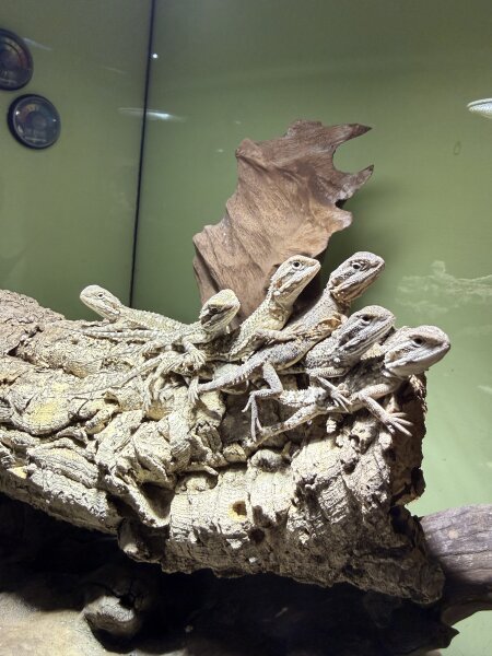 Zwergbartagame / Pogona henrylawsoni