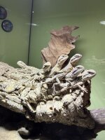 Zwergbartagame / Pogona henrylawsoni