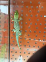 QuerstreifenTaggecko / Phelsuma standingi