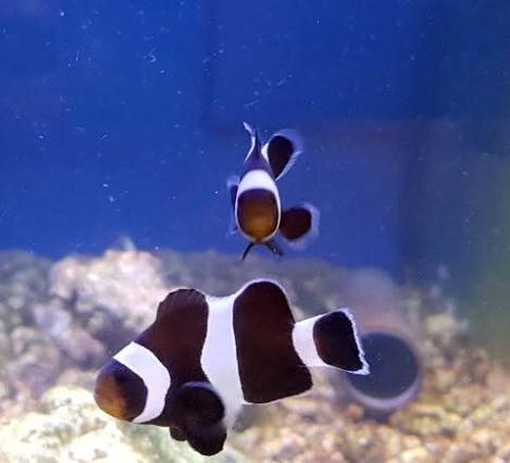 Clownfisch Natur schwarz / Amphiprion ocellaris